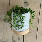 Jardinière murale moderne imprimée en 3D avec soucoupe, 120x90mm, en résine végétale, pour plantes succulentes