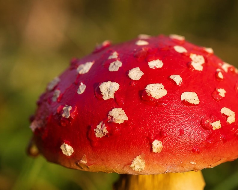 Champignon rouge décoration jardin, ornement en résine, hauteur 10 cm
