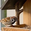 Mangeoire à oiseaux murale en bois rustique, résistante aux intempéries, décoration de jardin extérieure